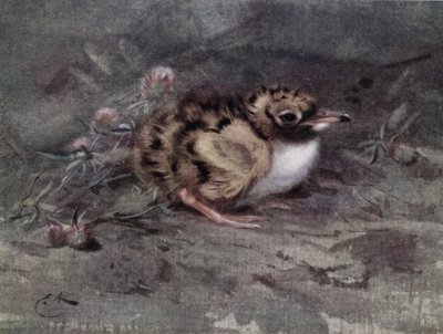 Young Tern by Edwin John Alexander